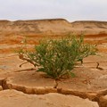 Klimatske promene naše "nasušne": Ove godine smo imali 41 ekstremno topao dan više nego inače