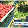Poznato koja će biti startna cena maline: Crveno zlato plaćaće se od 350 do 400 dinara po kilogramu