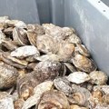 Belgija pušta 200.000 ostriga u Severno more radi obnove morskog ekosistema