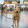 Aerodrom u Rimu ima luksuzni smeštaj za pse