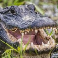 Aligator ščepao ženu na Floridi, njen dečko je izvlačio iz čeljusti životinje - nije uspeo da je spasi