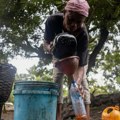 Više od 17 miliona ljudi na severu Nigerije suočava se sa ozbiljnom glađu