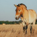Kobila se oždrebila na ulici u Skoplju, majka i mladunče smešteni u Zoološki vrt