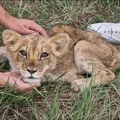 FOTO, VIDEO: Iznemoglo mladunče lava nađeno na putu kod Subotice