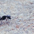 Penzionerka pojela mrava, pa završila u bolnici: Proživela pravu agoniju, evo i zašto