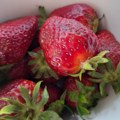 Zašto jagode nisu slatke? Kako pravilno gajiti jagode za najbolju aromu i kvalitet plodova, ovde se najčešće greši