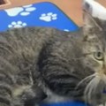 Mačka rođena sa šest nogu postala senzacija na internetu: Nesvakidašnjim izgledom čak i veterinare ostavila u šoku…