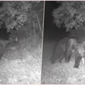 Meštani ovog dela Srbije prestrašeni zbog opasne zverke! Kamera noću zabeležila čudne pokrete blizu kuća video