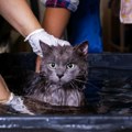 Ove 4 rase mačaka vole kupanje: Neće podivljati ako ih pokvasite, čak i uživaju u vodi