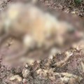 Uznemirujući prizor u ovom gradu Srbije: Pronašli mrtve životinje, građani u panici: "Očajni smo, jednu ženu su takođe napali"…