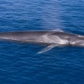 Nesvakidašnja scena na jonskom moru: Pet kitova izronilo ispred turista, a neverovatni prizor otkriva gorku istinu o njihovom…