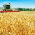 RZS: Ove godine 20 odsto više pšenice nego što je proizvedeno 2022.