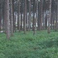 Čuvar šuma iz Sjenice osumnjičen da je bespravno posečena stabla označavao otpremnim žigom