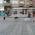 Propao tender za zbrinjavanje napuštenih pasa u Prokuplju