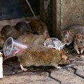 Pacovi preplavili Miljacku: Sarajevo pod opsadom glodara, proglašena epidemija opasne bolesti