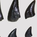 Kada su dinosaurusi šetali Srbijom: Otkriveni prvi ostaci izumrlih gmizavaca kod Pirota