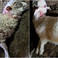 Užas u domaćinstvu Pejović kod Požege: Psi lutalice rastrgli stado ovaca, meštani strahuju da životinje mogu napasti i decu…