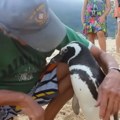 Pingvin svake godine prepliva hiljade kilometara kako bi posetio čoveka koji mu je spasio život: Naučnici ovu scenu gledaju u…