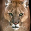 Puma snimljena gde joj nije mesto: Uzbuna u Poljskoj, hitno izdata upozorenja građanima da ne idu u šumu!