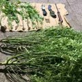 (Foto) U dvorištu kuće napravili plantažu marihuane! Uhapšeni otac i sin iz Nikšića: Policija zaplenila stabljike, ali i…