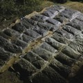 MUP: U Obrenovcu zaplenjeno 30 kilograma suve biljne materije, sumnja se marihuane