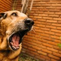 Čile posle više od 50 godina eliminisao prenos besnila sa pasa na ljude