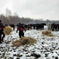 MUP uključen u akciju! Zarobljenim konjima na Krčedinskoj adi dostavljena hrana (video)