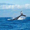 Kod hrvatskog ostrva viđen kit
