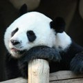 Povećan broj džinovskih pandi u divljini u Kini