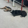 Sve je više straha od napuštenih pasa, a Grad ćuti