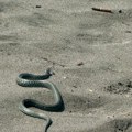 Fotografije zmije na jednoj od najpopularnijih plaža u Crnoj Gori su da se naježiš od glave do pete: Evo kuda je krenula i da…