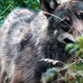 Vuk napao petogodišnje dete u selu kod Štrpca