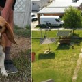 Sjajan rezultat "zoohigijene" Od početka godine udomljeno 186 pasa