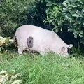 Optička iluzija koja je zbunila svakog ko je video ovu fotografiju. Šta mislite da je na slici? Nije svinja, pogledajte ponovo…