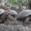 Džinovske kornjače se vraćaju na Galapagos posle više od 150 godina