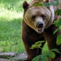 "Probio je ogradu i upao na imanje": Medved ušao u sela kod Požege, usmrtio 15 ovaca
