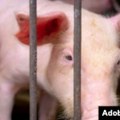 U Srbiji uhapšena osoba osumnjičena za kršenje mjera protiv afričke kuge svinja