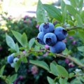 Borovnica – sada ne smemo stati!