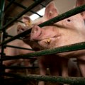 Afrička kuga svinja u Srbiji: Uginulo više od 1.500 svinja, eutanazirano skoro 26.000