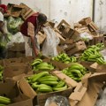 Španija: Zaplenjeno skoro 10 tona kokaina sakrivenog u sanducima za banane