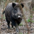 Žeteoci treba da budu oprezni zbog uginulih divljih svinja