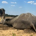 Tužan prizor u Zimbabveu: Veliki broj slonova uginuo od žeđi (FOTO)