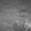 Misteriozna zver primećena u Arizoni Naučnici u šoku, verovalo se da je ova životinja iskorenjena sa ovih prostora (video)