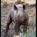 VIDEO: Beba nosoroga prvi put izašla napolje i videla sunce