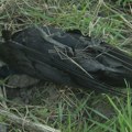 Veterinarska inspekcija uzela uzorke na mestu uginuća ptica u Nakovu