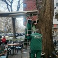 "Zelenilo" započelo sanaciju i lečenje oštećenih stabala koprivića i platana (FOTO)