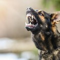 Pario pse i vukove, trenirao ih za borbe! Jezivi detalji hapšenja psihijatra u Splitu, policija zatekla zastrašujuće scene
