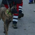 Devojčicu spasao pas "za posebne zadatke": Ono što ova rasa može, neprocenjivo je za nestale osobe