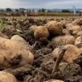 Krompir između klimatskih promena i zahteva tržišta