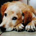 I najbolji vlasnici greše: Da li vaša kuca pokazuje ovih 10 znakova loše ishrane?